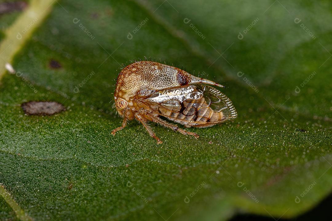 Buffalo Treehopper Adulto da Tribo Ceresini Imagem JPG