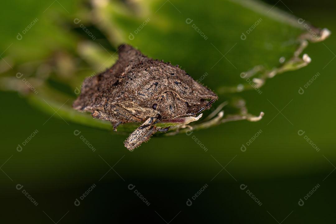 Percevejo Adulto do Gênero Cyrtocoris Imagem JPG