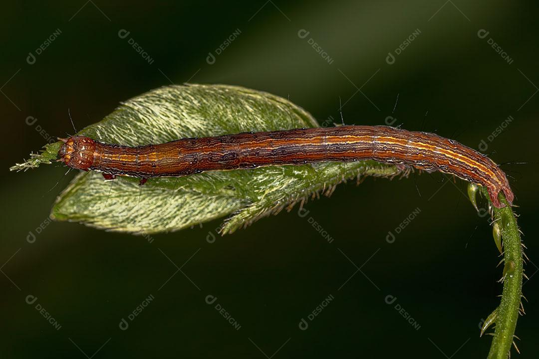 Pequena Lagarta Mariposa da Ordem Lepidoptera Imagem JPG