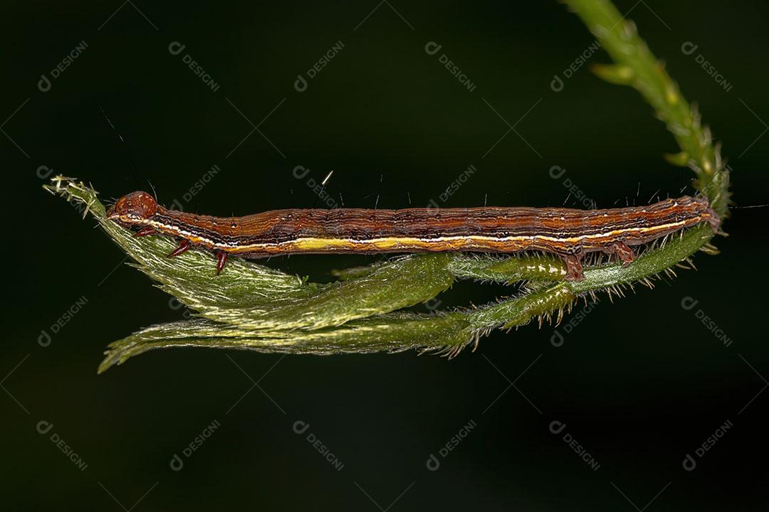 Pequena Larva de Mariposa da Ordem Lepidoptera Imagem JPG