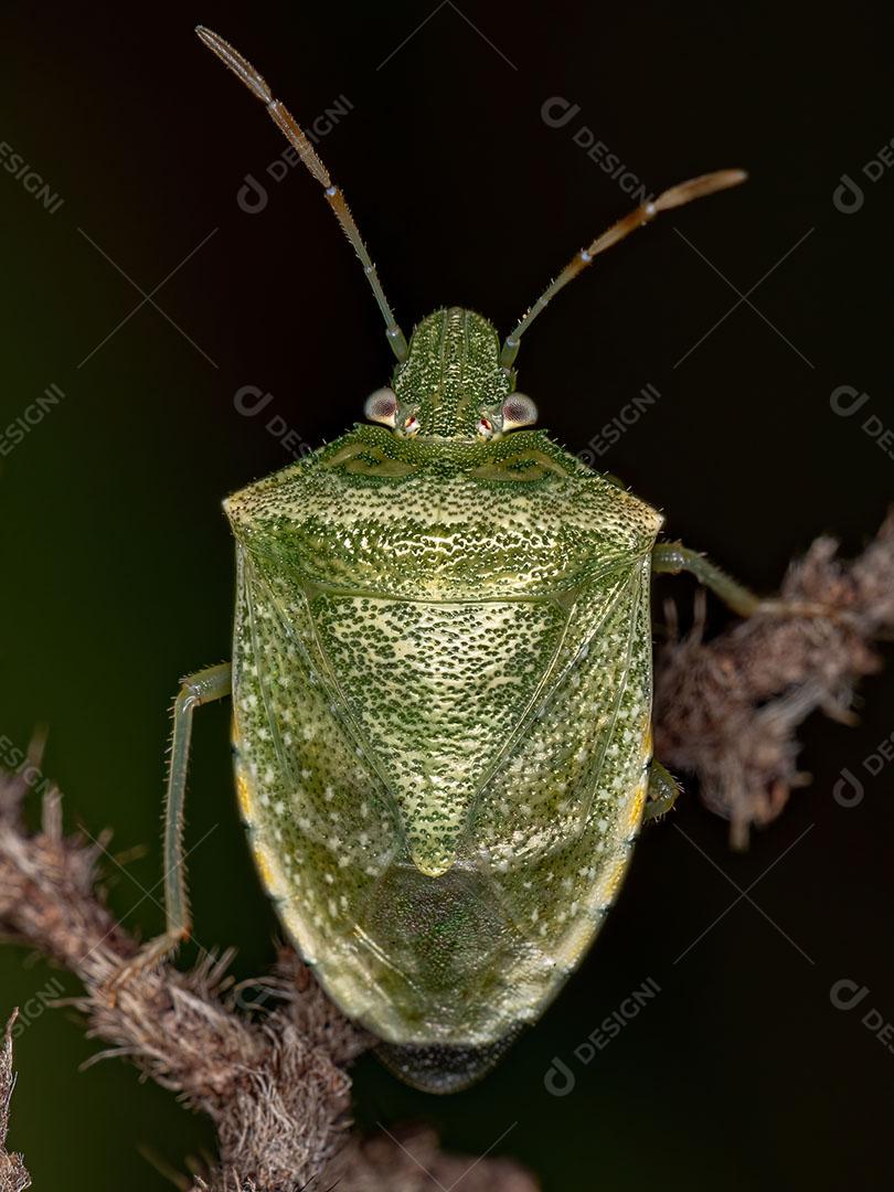 Percevejo Adulto do Gênero Thyanta Imagem JPG