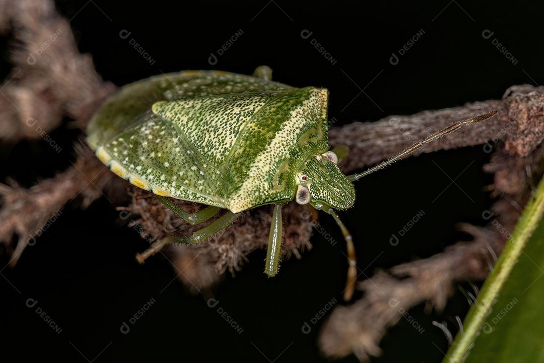 Percevejo Adulto do Gênero Thyanta Imagem JPG