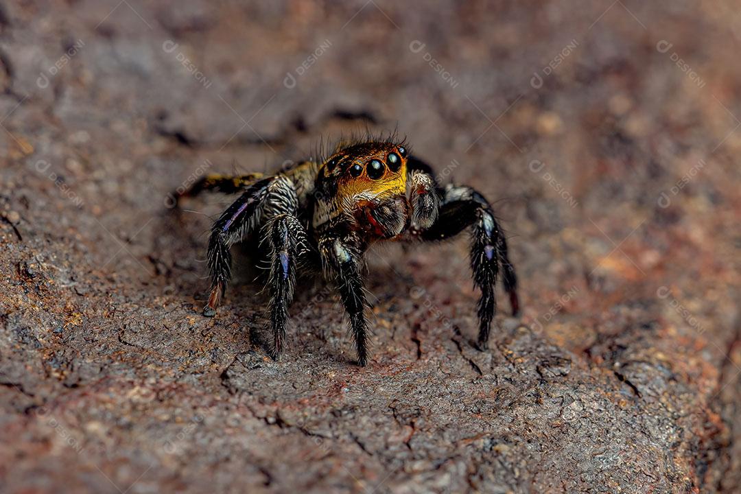 Aranha Saltadora Adulta Masculina do Gênero Corythalia Imagem JPG