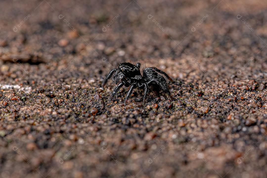 Pequena Aranha Saltadora do Gênero Corythalia Imagem JPG