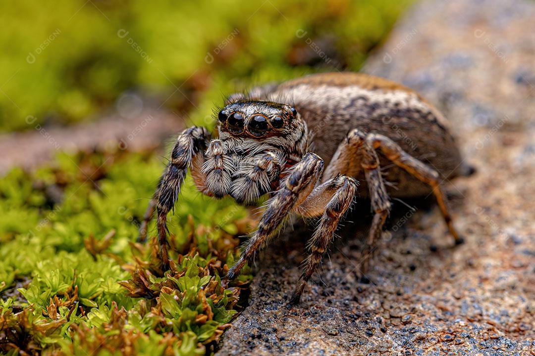 Aranha Saltadora Fêmea adulta do Gênero Freya Foto Imagem