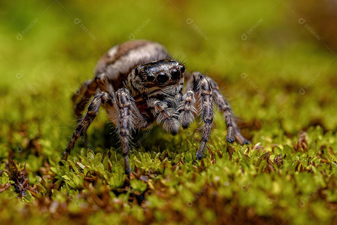 Jumping Spider Adult female of the genus Freya Foto Imagem