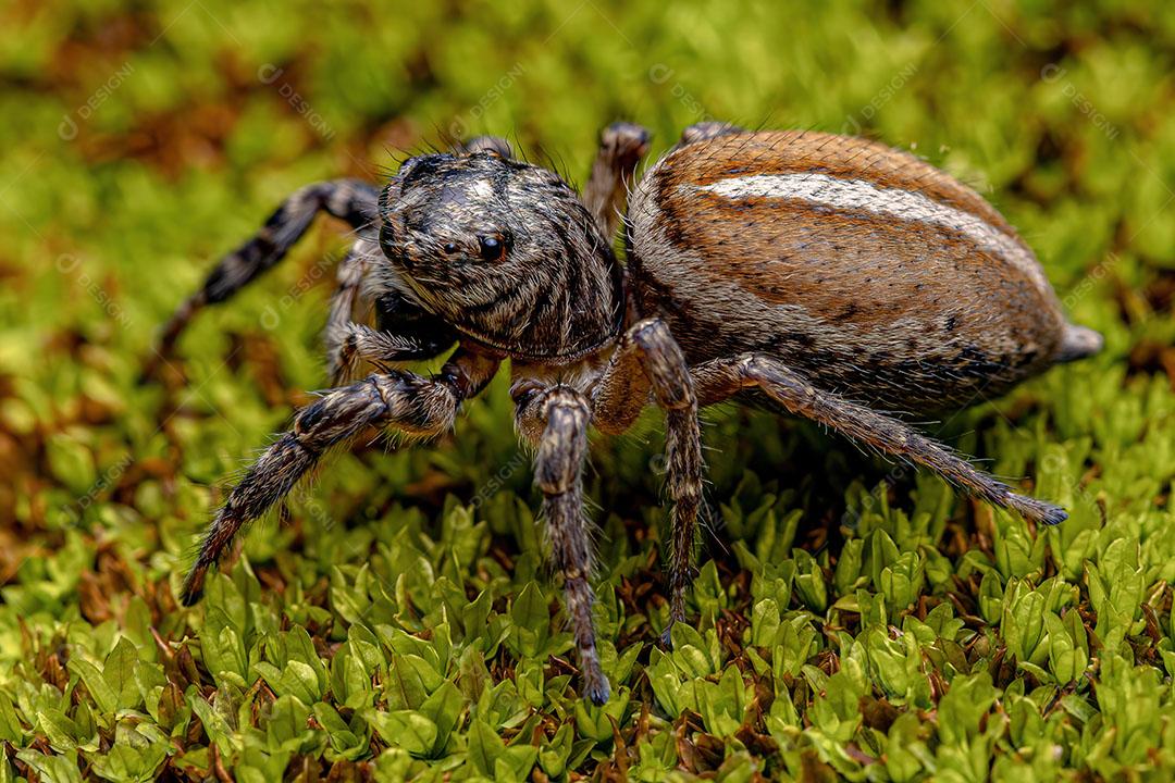 Aranha Saltadora Fêmea adulta do Gênero Freya Foto Imagem