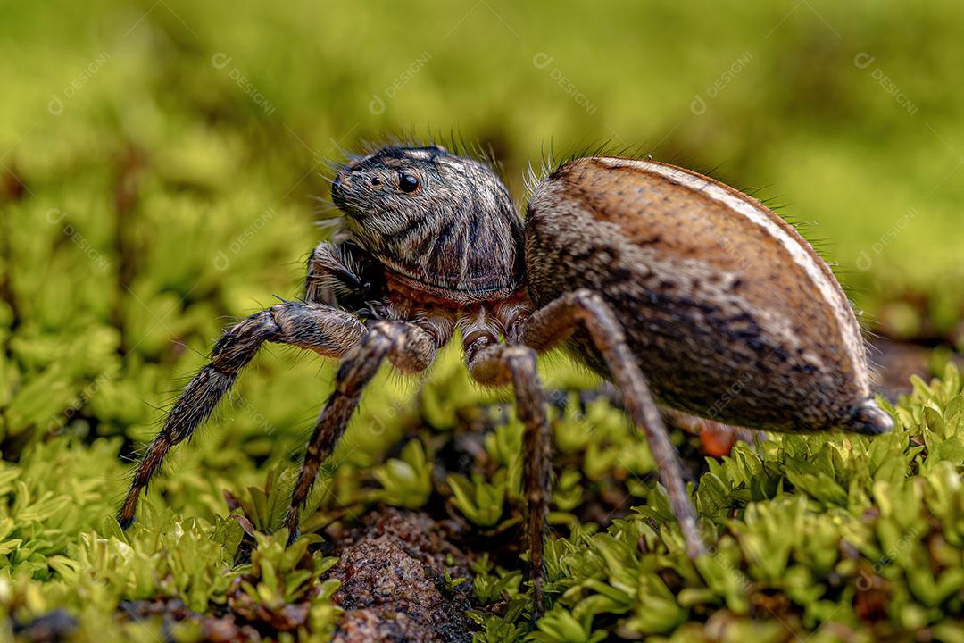 Aranha Saltadora Fêmea adulta do Gênero Freya Foto Imagem