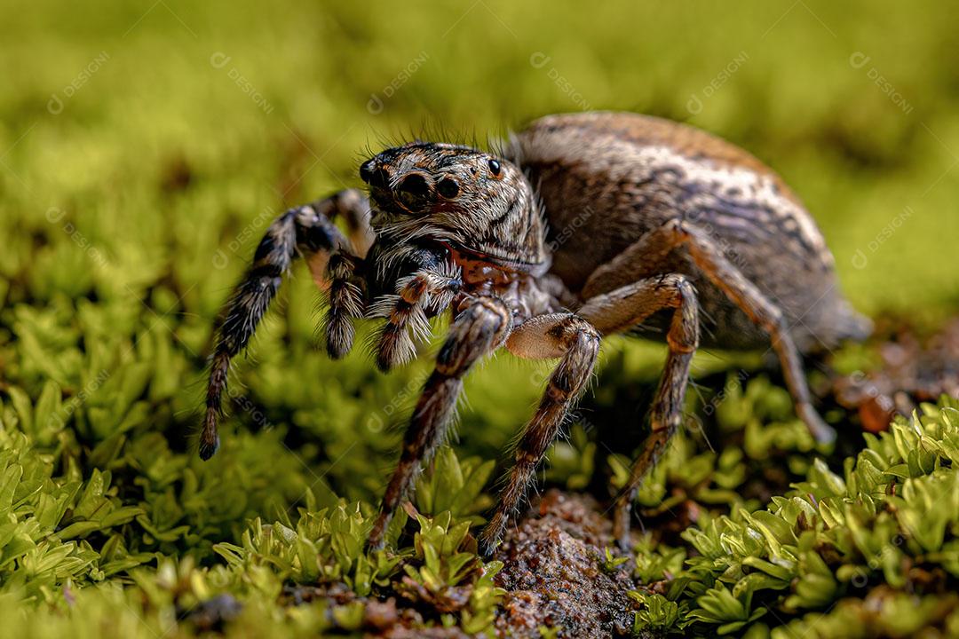 Aranha Saltadora Fêmea adulta do Gênero Freya Foto Imagem