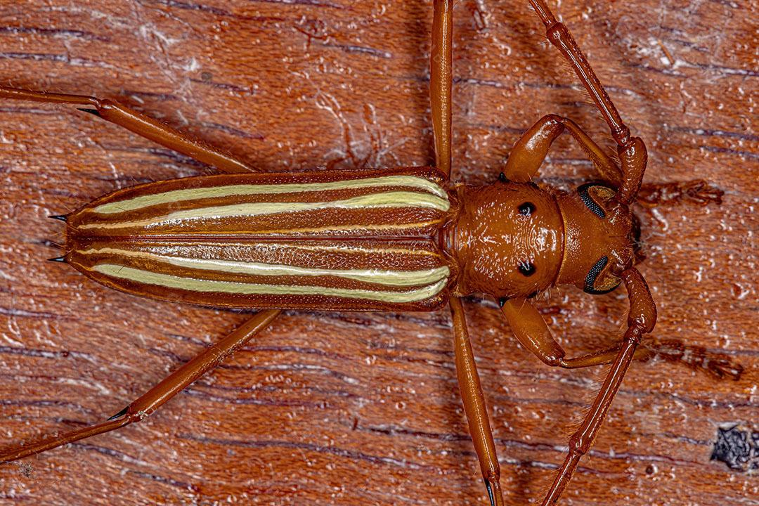 Besouro Típico de Longhorn da Espécie Eburadacrys Vittata Imagem JPG