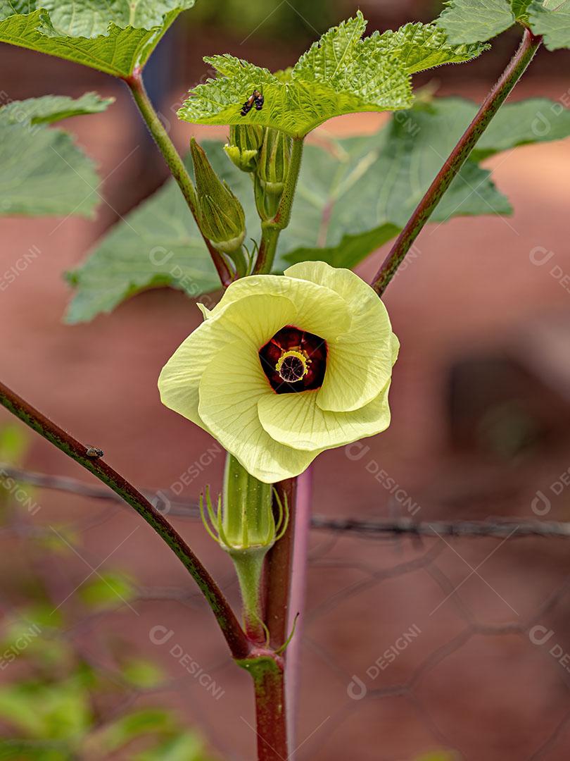 Flor de Quiabo Amarelo da Espécie Abelmoschus Esculentus Imagem JPG