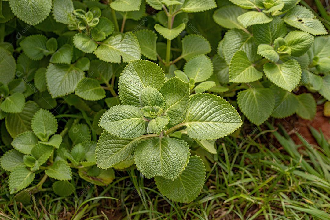 Folhas indianas de Borragem da Espécie Coleus Amboinicus Imagem JPG