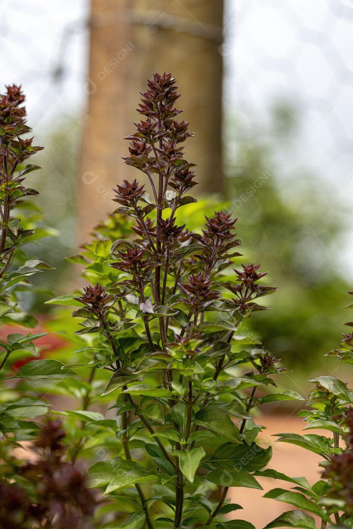 Planta de Manjericão Doce da Espécie Ocimum Basilicum JPG