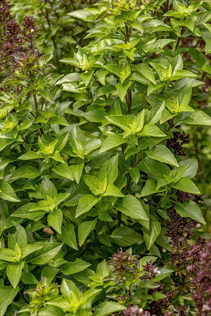 Planta de Manjericão Doce da Espécie Ocimum Basilicum JPG
