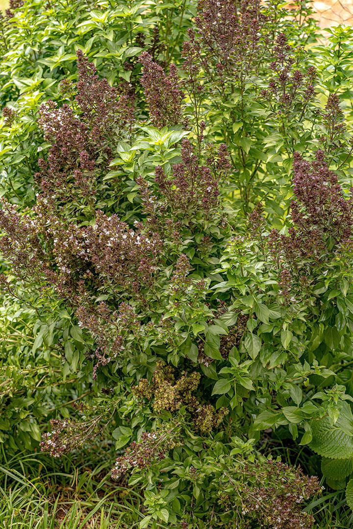 Planta de Manjericão Doce da Espécie Ocimum Basilicum JPG