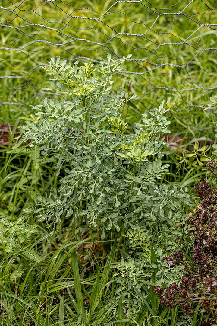 Planta de Arruda Pequena da Espécie Ruta Graveolens Imagem JPG