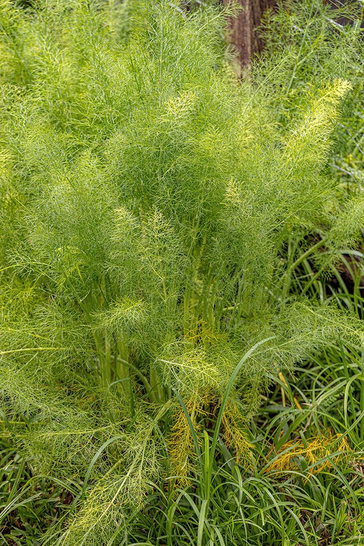 Pequena Planta de Anis da Espécie Pimpinella Anisum JPG