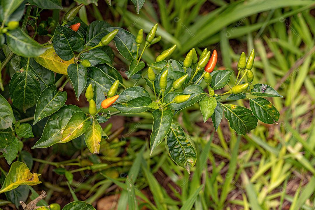 Plantas de Pimenta com Frutas com foco Imagem JPG