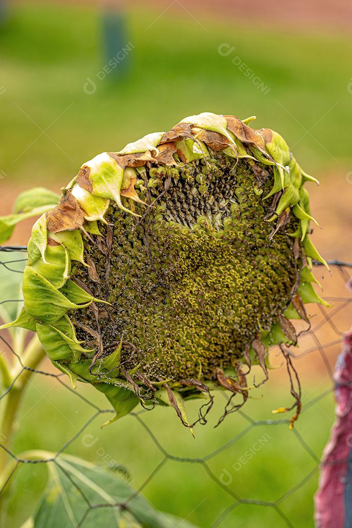 Planta com flor de Girassol do Gênero Helianthus JPG