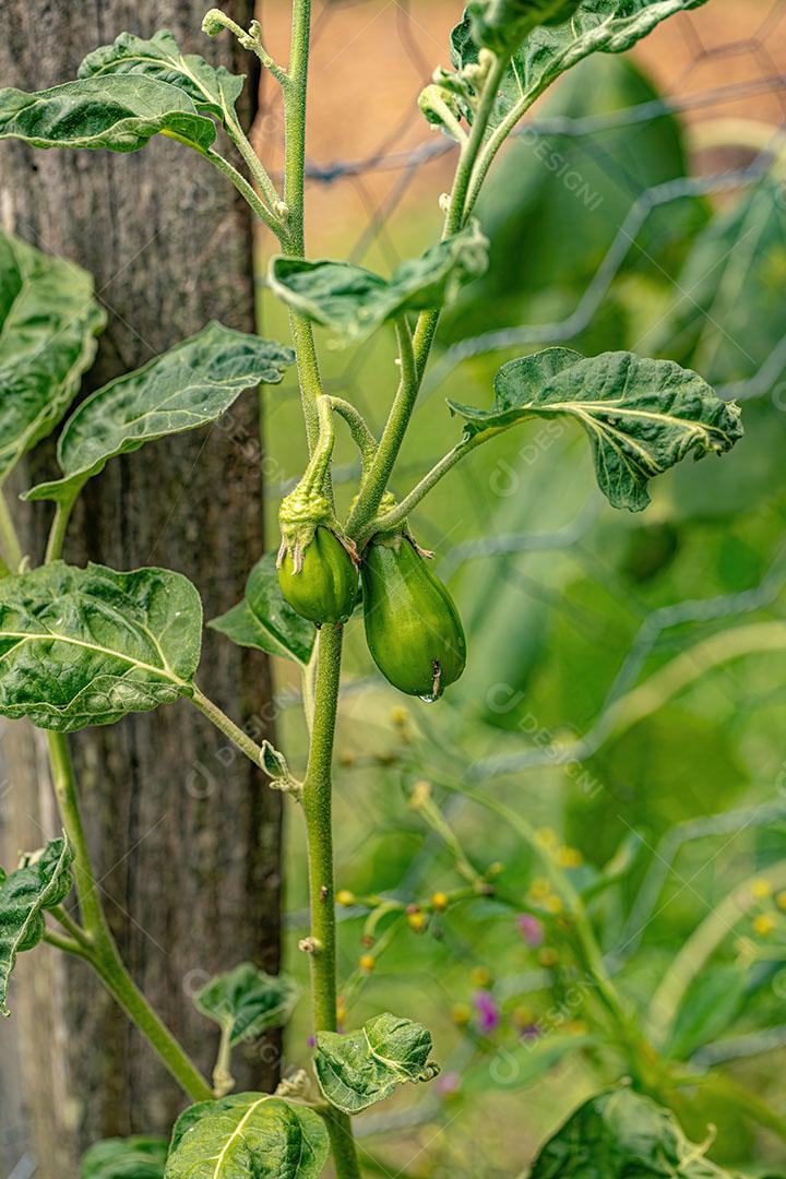 Berinjela Escarlate Planta da Espécie Solanum Aethiopicum Imagem JPG