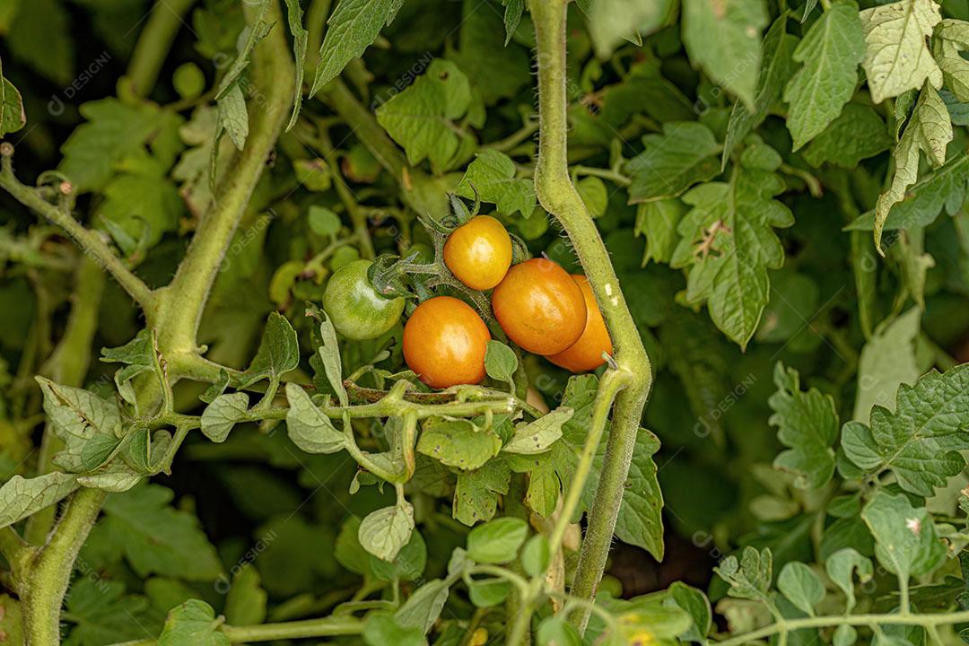 Frutos na Planta de Tomate da Espécie Solanum Lycopersicum Imagem JPG