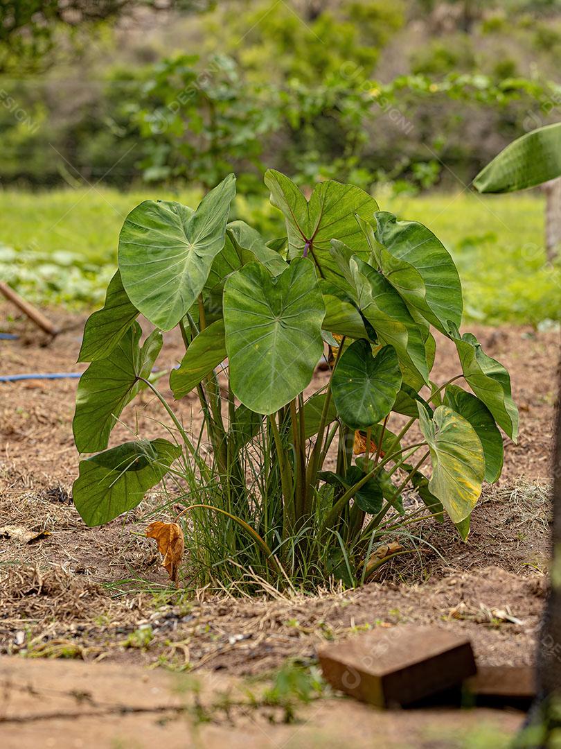 Planta de Orelha de Elefante do Gênero Colocasia Imagem JPG