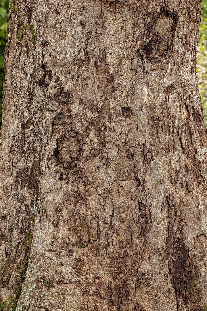 Textura de Tronco de Árvore de Manga Imagem JPG