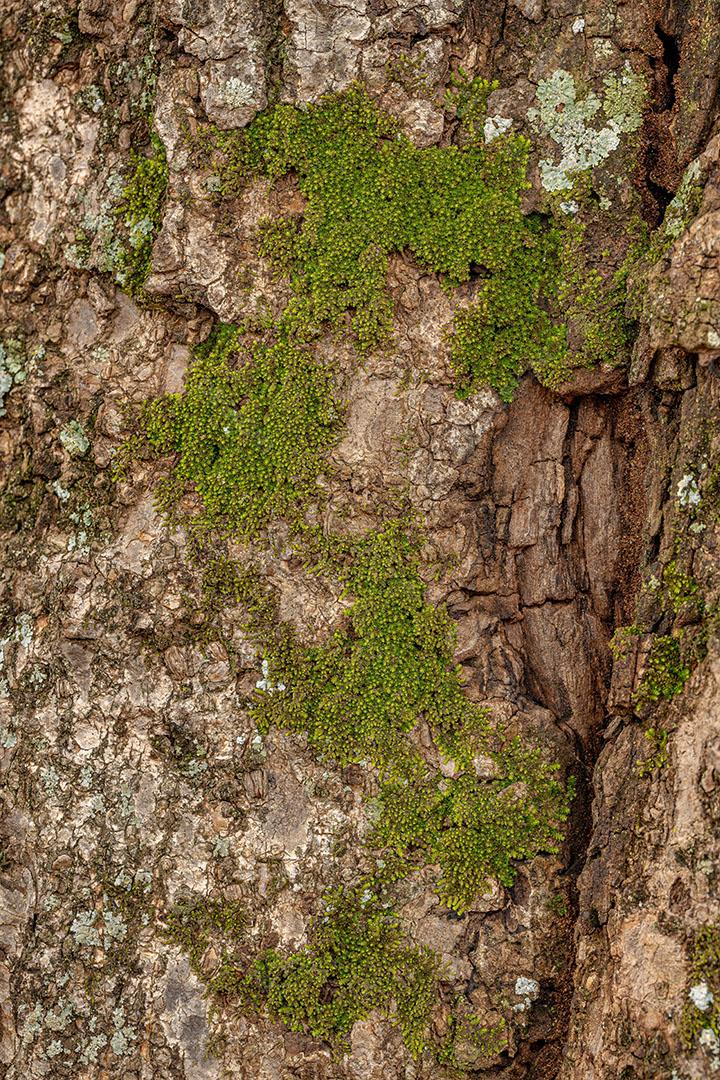 Musgos Verdadeiros Verdes da Classe Bryopsida Imagem JPG