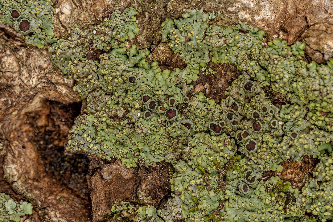 Pequena Textura de Líquen Verde em um Tronco em Vista Macro Imagem JPG