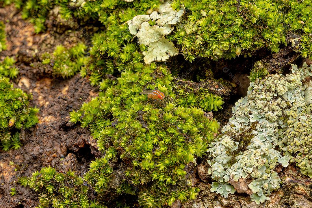 Mosca de Figo Africana Adulta da espécie Zaprionus Indianus ImagemJPG