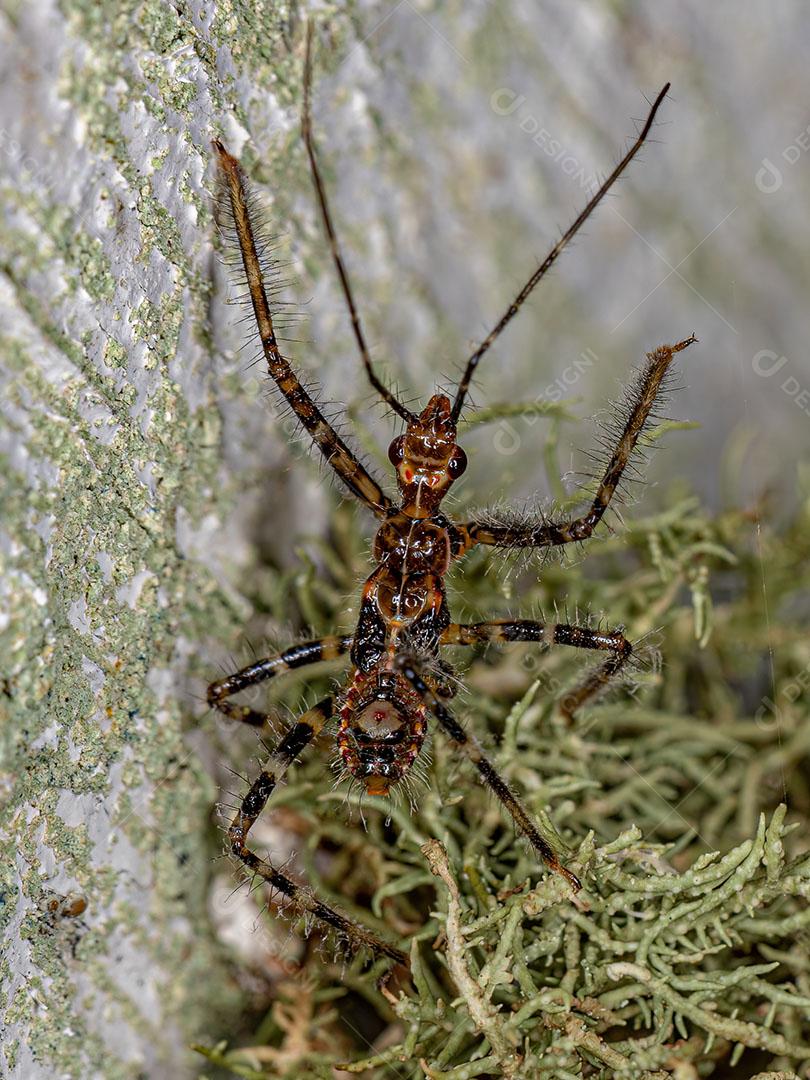 Assassin Bug Ninfa da Família Reduviidae Imagem JPG