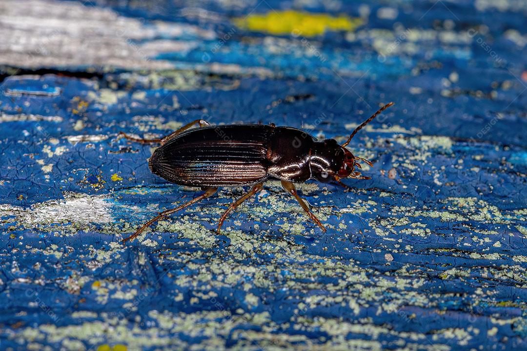 Besouro terrestre Adulto da Família Carabidae Imagem JPG