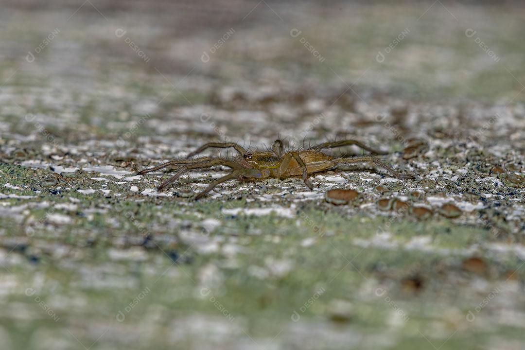 Pequena Aranha Fantasma Verde da Família Anyphaenidae Imagem JPG