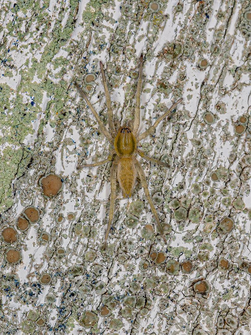 Pequena Aanha Fantasma Verde da Família Anyphaenidae Imagem JPG