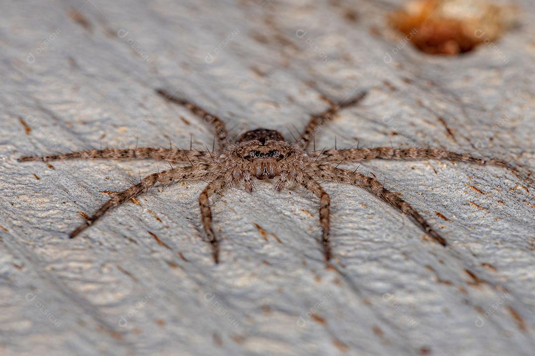 Pequena Aranha de Olhos Crescentes do Gênero Selenops Imagem JPG