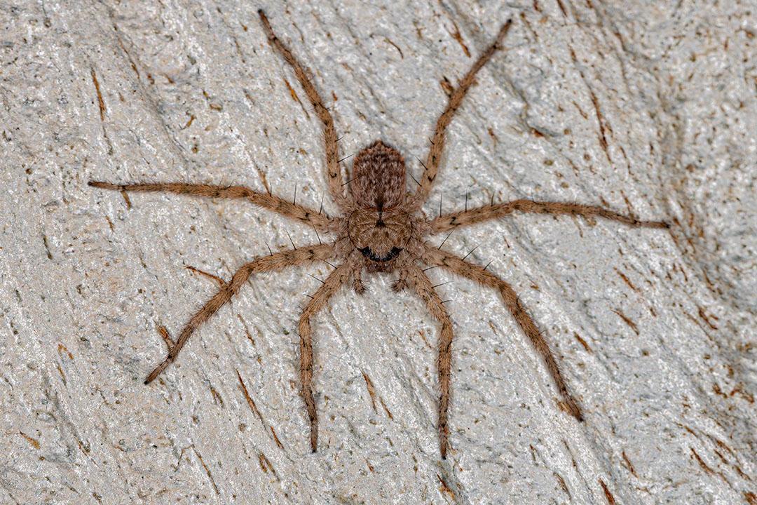 Pequena Aranha de Olhos Crescentes do Gênero Selenops Imagem JPG