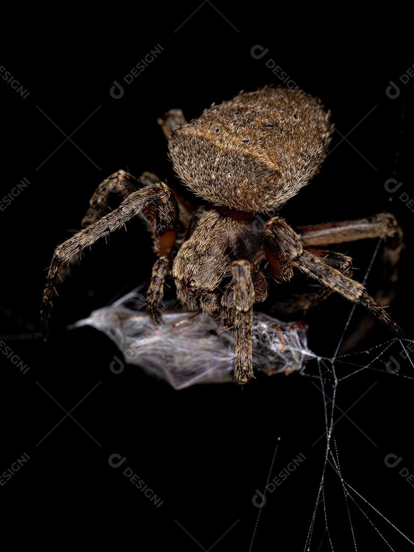 Pequena Aranha Orbweaver da Família Araneidae JPG