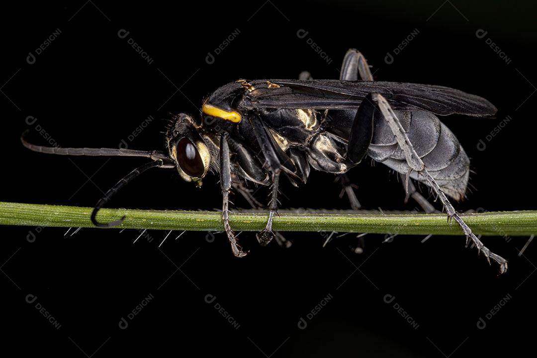 Vespa Aranha Adulta da Família Pompilidae Imagem JPG