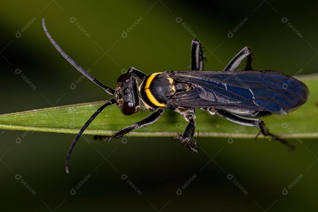 Vespa Aranha Adulta da Família Pompilidae Imagem JPG