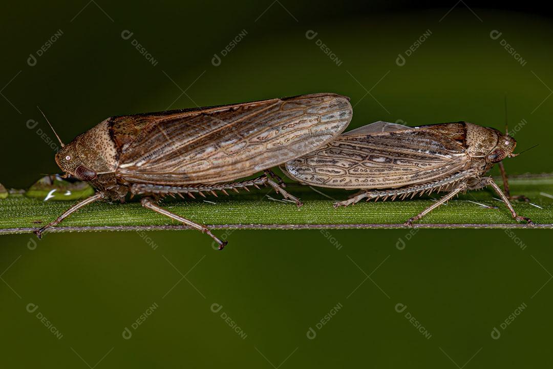 Cigarrinhas Típicas adultas da Espécie Sordana Sordida Acoplamento Imagem JPG