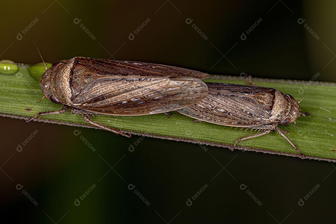 Cigarrinhas Típicas adultas da Espécie Sordana Sordida Acoplamento Imagem JPG