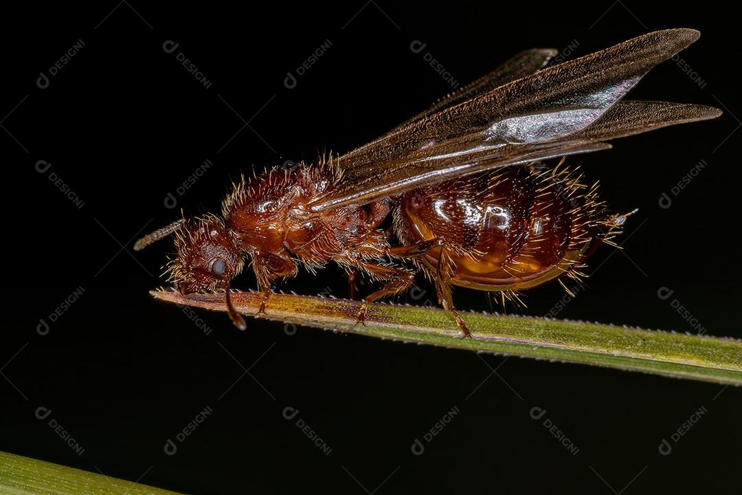 Coquetel Alado Feminino Adulto Formiga Rainha do Gênero Crematogaster JPG