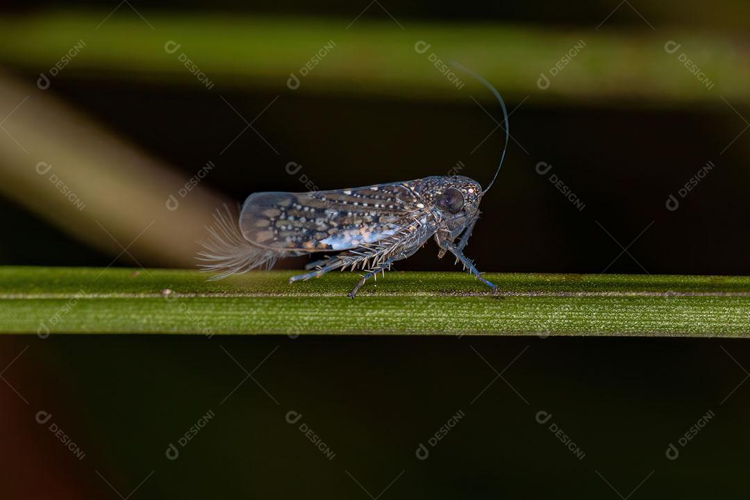 Cigarrinha Típica Adulto da Subfamília Portaninae Imagem JPG