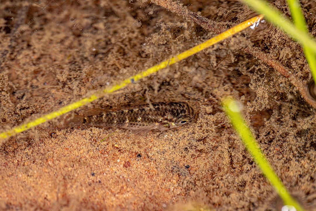 Pequeno Peixe Ciclídeo da Família Cichlidae JPG