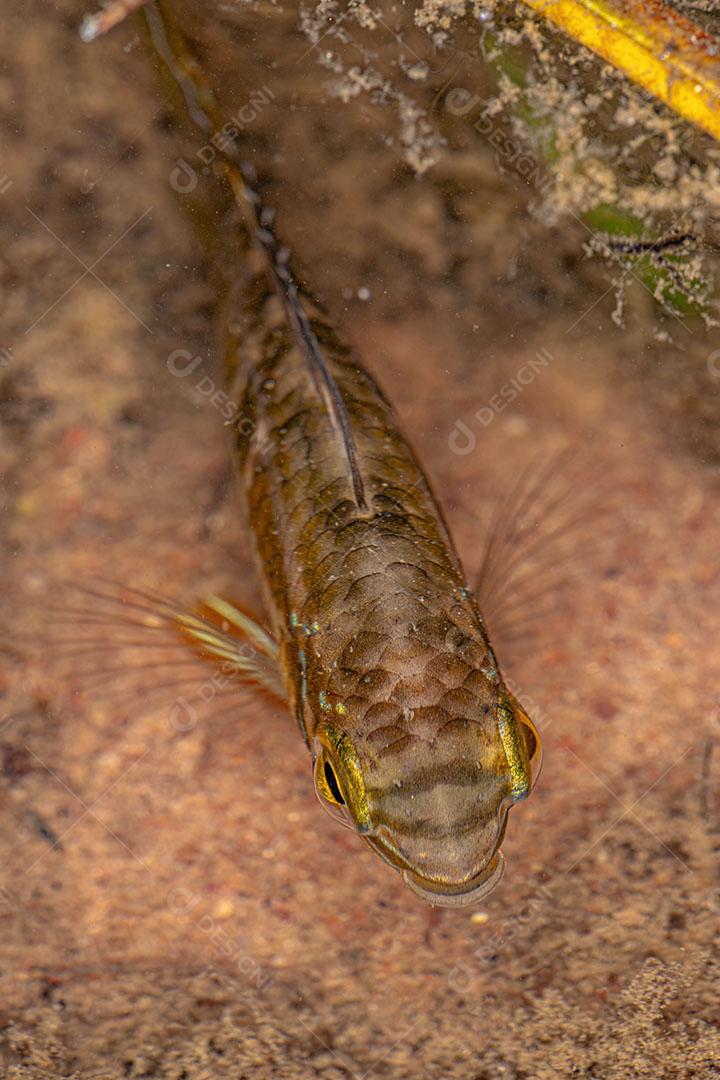 Pequeno Peixe Ciclídeo da Família Cichlidae JPG