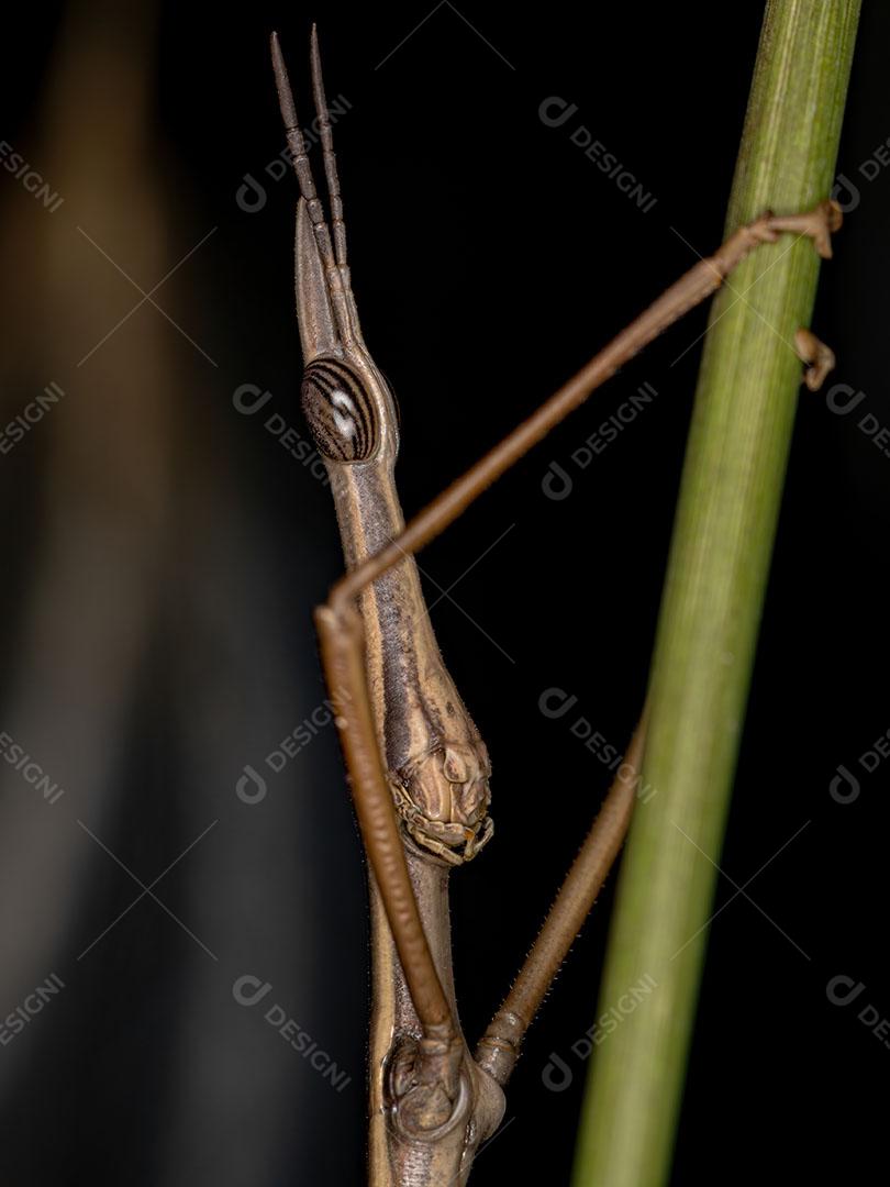 Gafanhoto Neotropical Adulto da Família Proscopiidae JPG