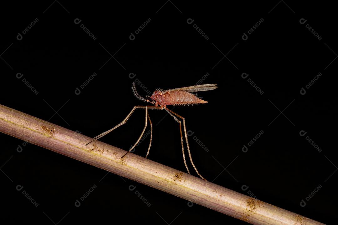 Anão Gall Adulto da Família Cecidomyiidae Imagem JPG