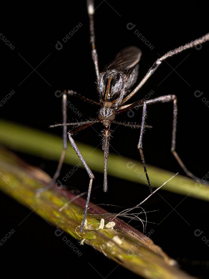 Inseto Galinipper Adulto da Espécie Psorophora Ciliata Imagem JPG