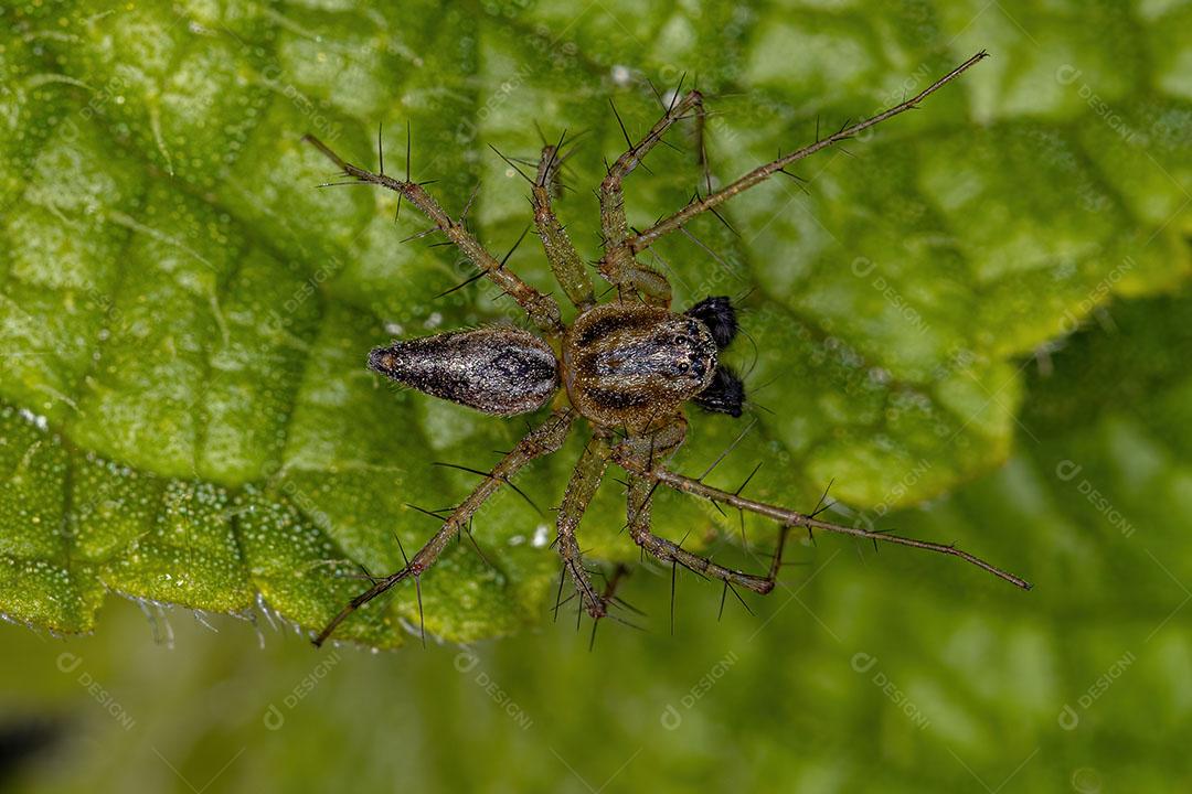 Aranha Lince Listrada Masculina do Gênero Oxyopes Imagem JPG