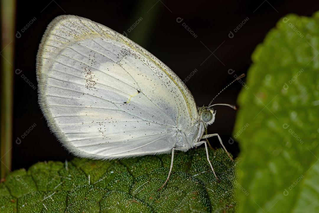 Borboleta Amarela com Faixas Adultas da Espécie Eurema Elathea Imagem JPG